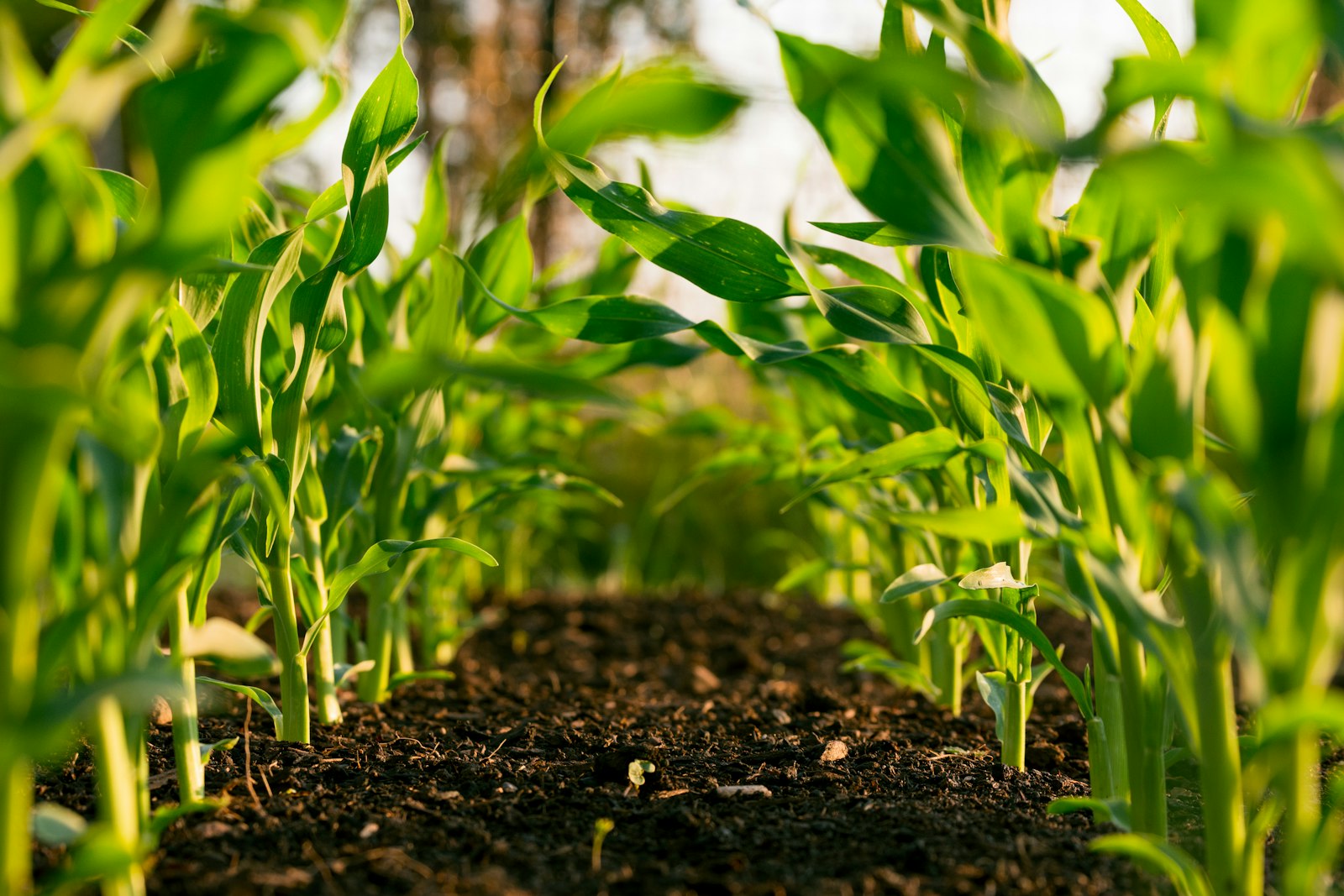 Healthy irrigated crops growing in a field
